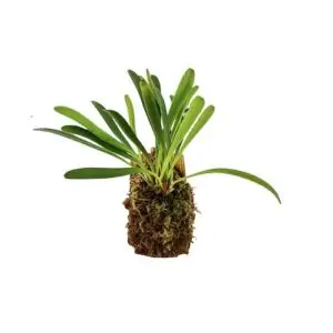 Pleurothallis tribuloides