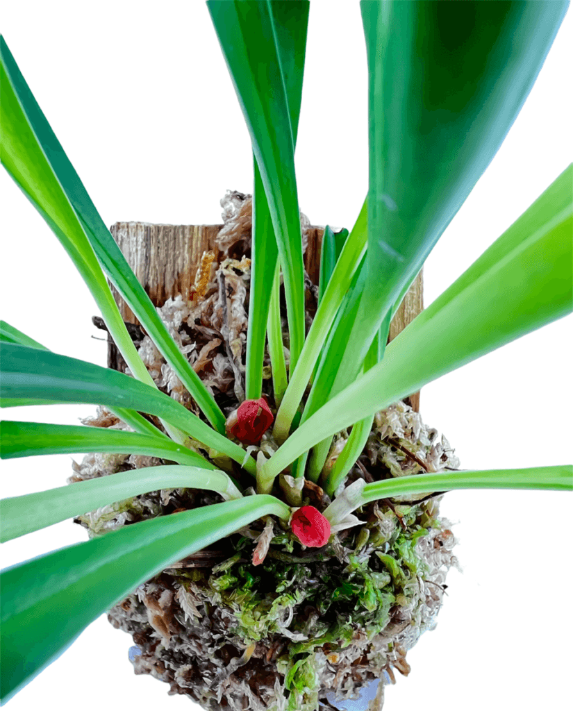 Pleurothallis tribuloides galerij