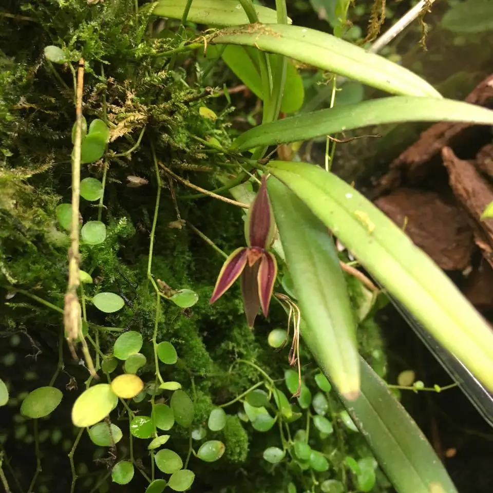 Pleurothallis allenii galerij