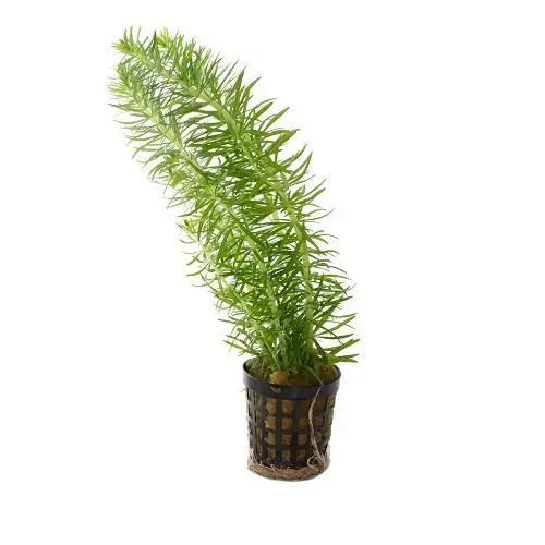 Pogostemon erectus Indische Sternpflanze in vitro Becher