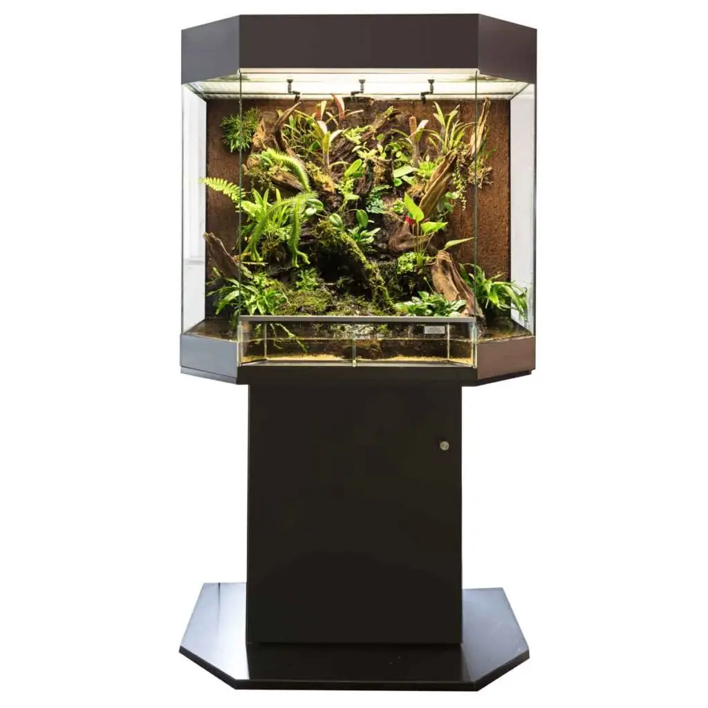 RANA Panorama Orchideenterrarium 80x50x80cm schwarz galerij