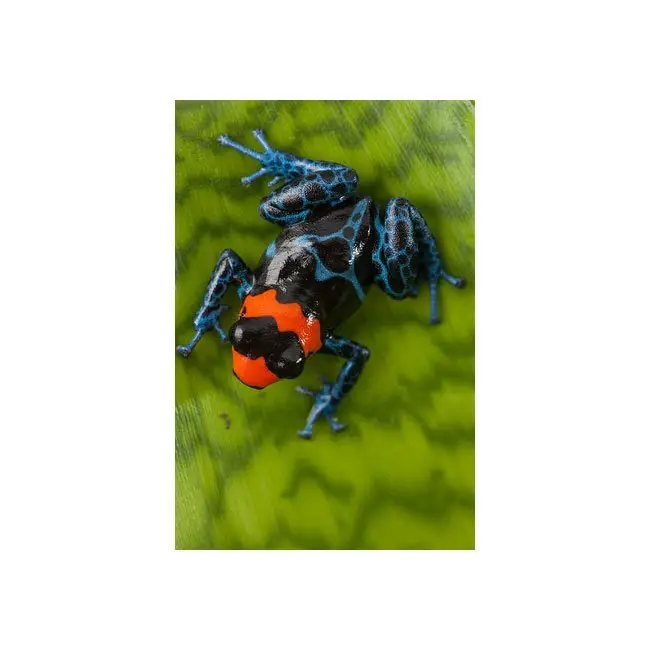 Ranitomeya benedicta ”Shucushuyacu“ galerij