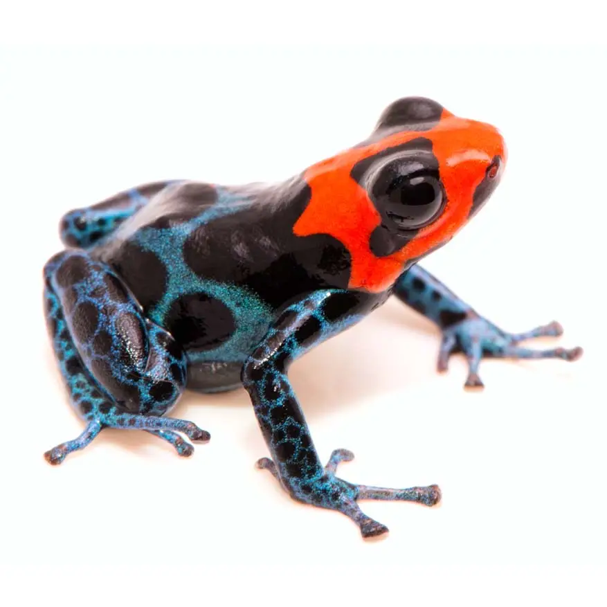 Ranitomeya benedicta ”Shucushuyacu“