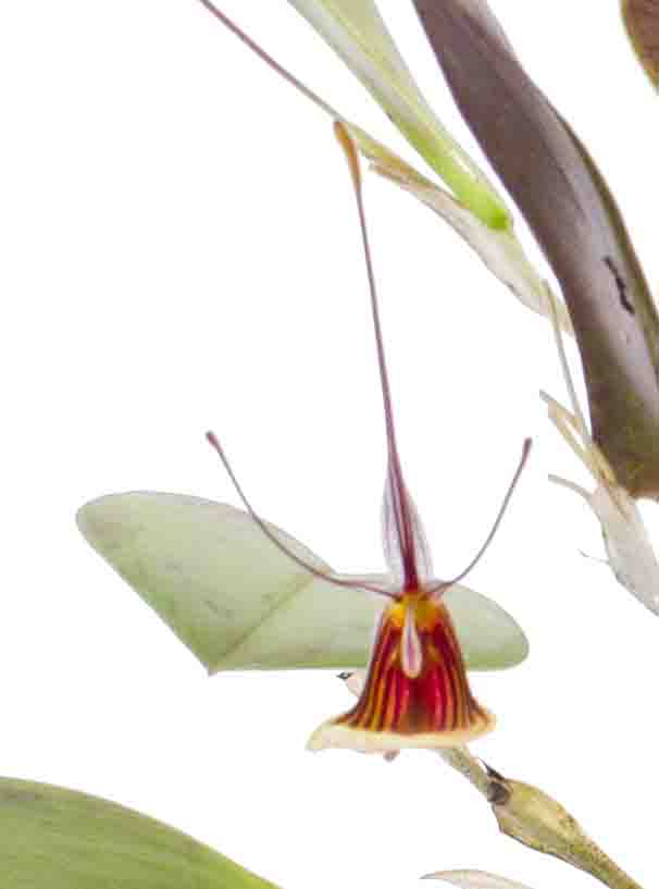 Restrepia trichiglossa galerij