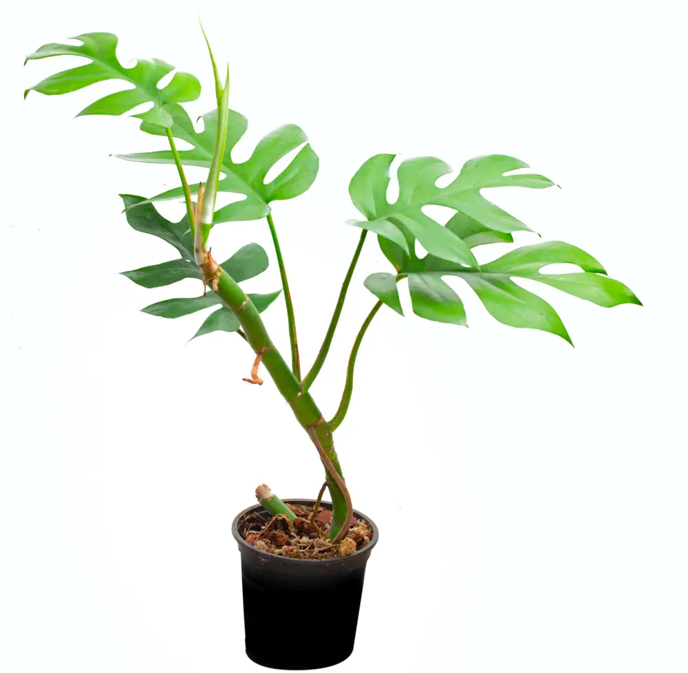 Rhaphidophora tetrasperma