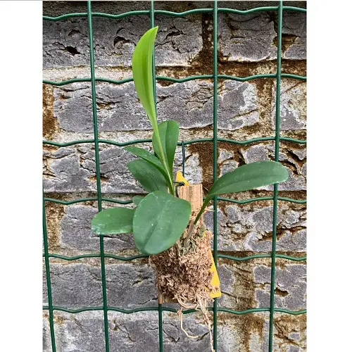 Scaphosepalum verrucosum galerij