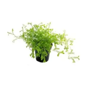 Selaginella kraussiana