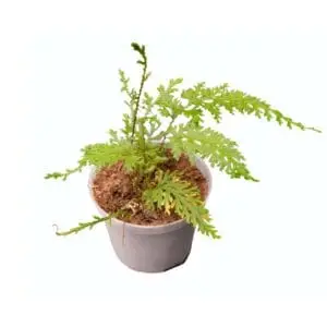 Selaginella spec. Costa Rica