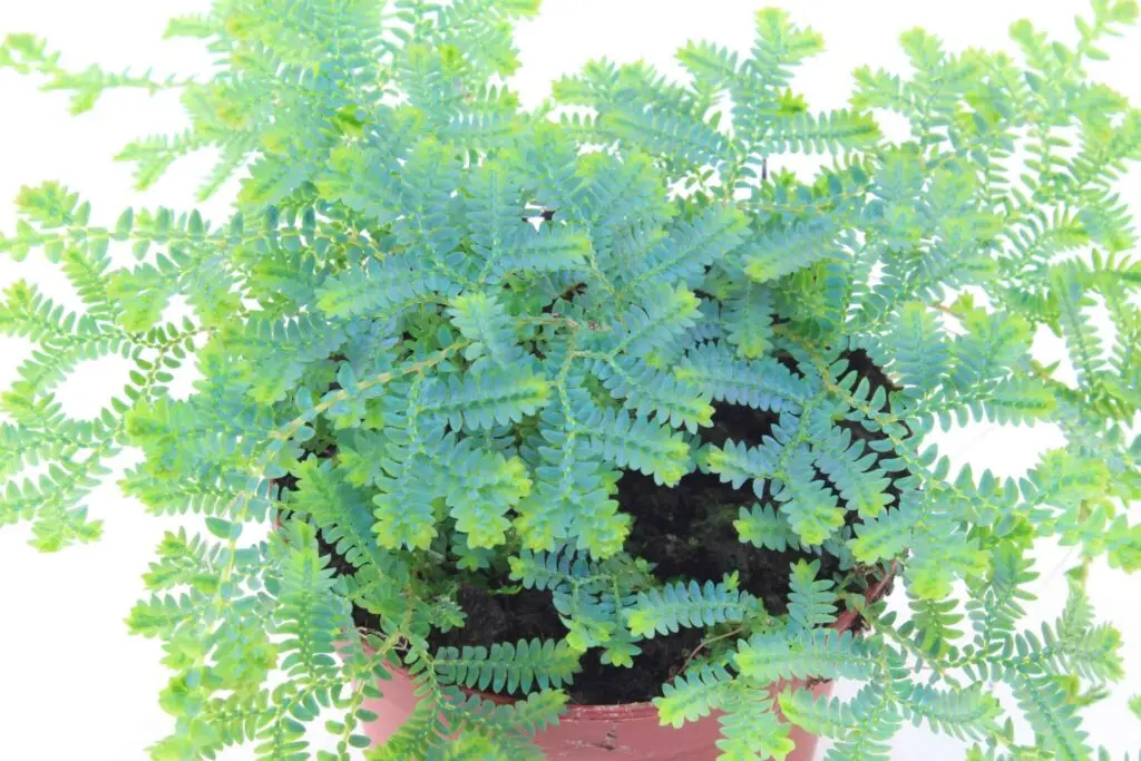 Selaginella uncinata Pfauen-Moosfarn galerij