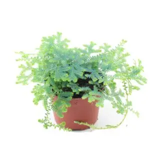 Selaginella uncinata Pfauen-Moosfarn