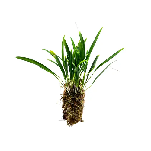Stelis spec. Kolumbien