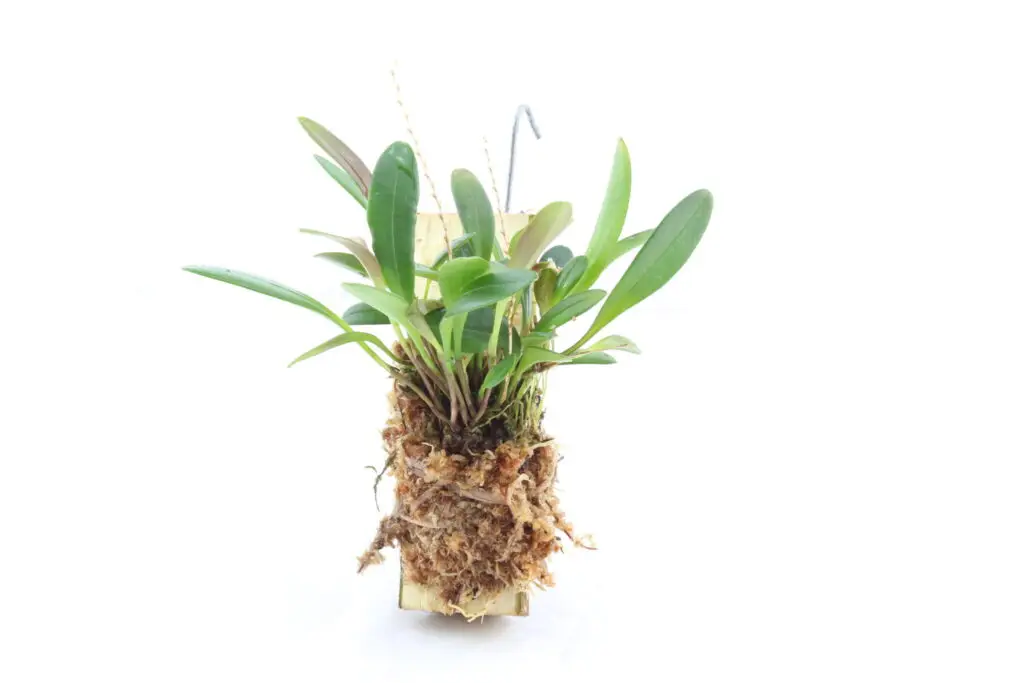 Stelis spec. Panama