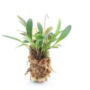 Stelis spec. Panama