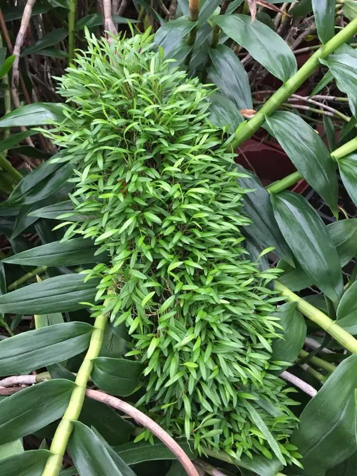 Stelis spec. Peru galerij