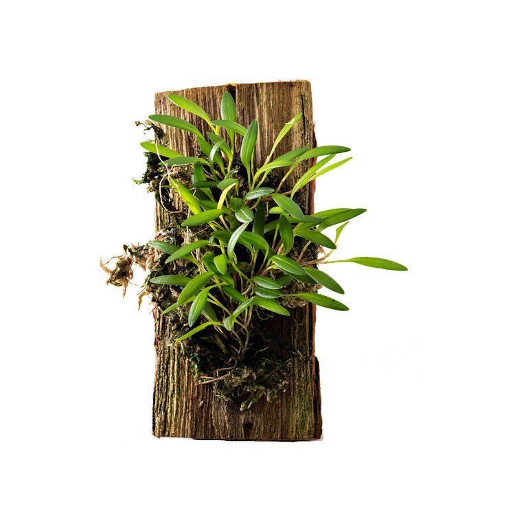 Stelis spec. Peru
