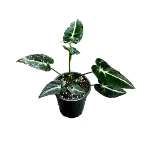 Syngonium rayii