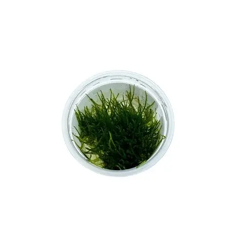 Taxiphyllum barbieri Javamoos galerij
