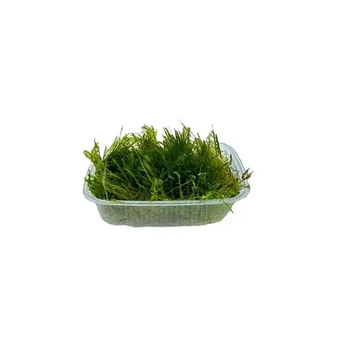 Taxiphyllum spec. Spiky-Moos