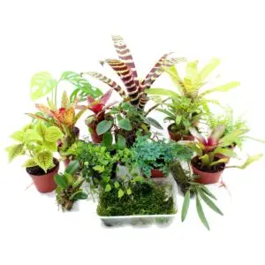 Terrarienpflanzen Komplettset groß