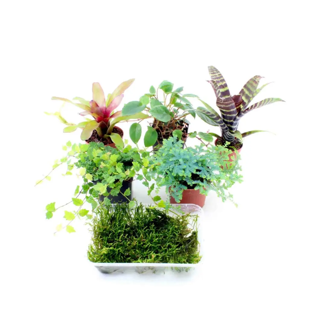 Terrarienpflanzen Komplettset klein