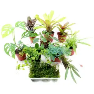 Terrarienpflanzensets