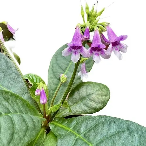 Tetranema roseum Mexikanischer Fingerhut galerij