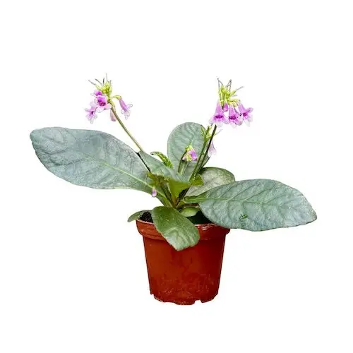 Tetranema roseum Mexikanischer Fingerhut