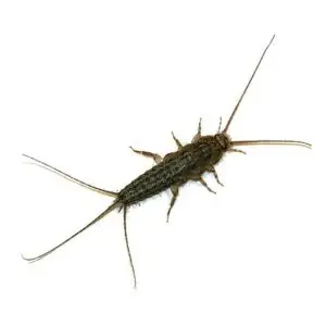 Ofenfischen Thermobia domestica 500ml