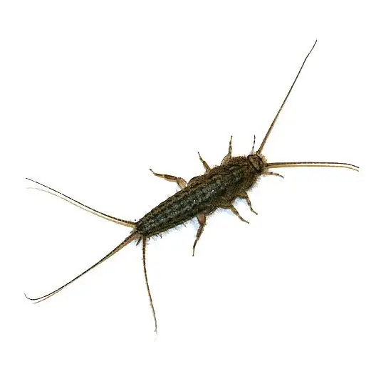 Ofenfischen Thermobia domestica 500ml