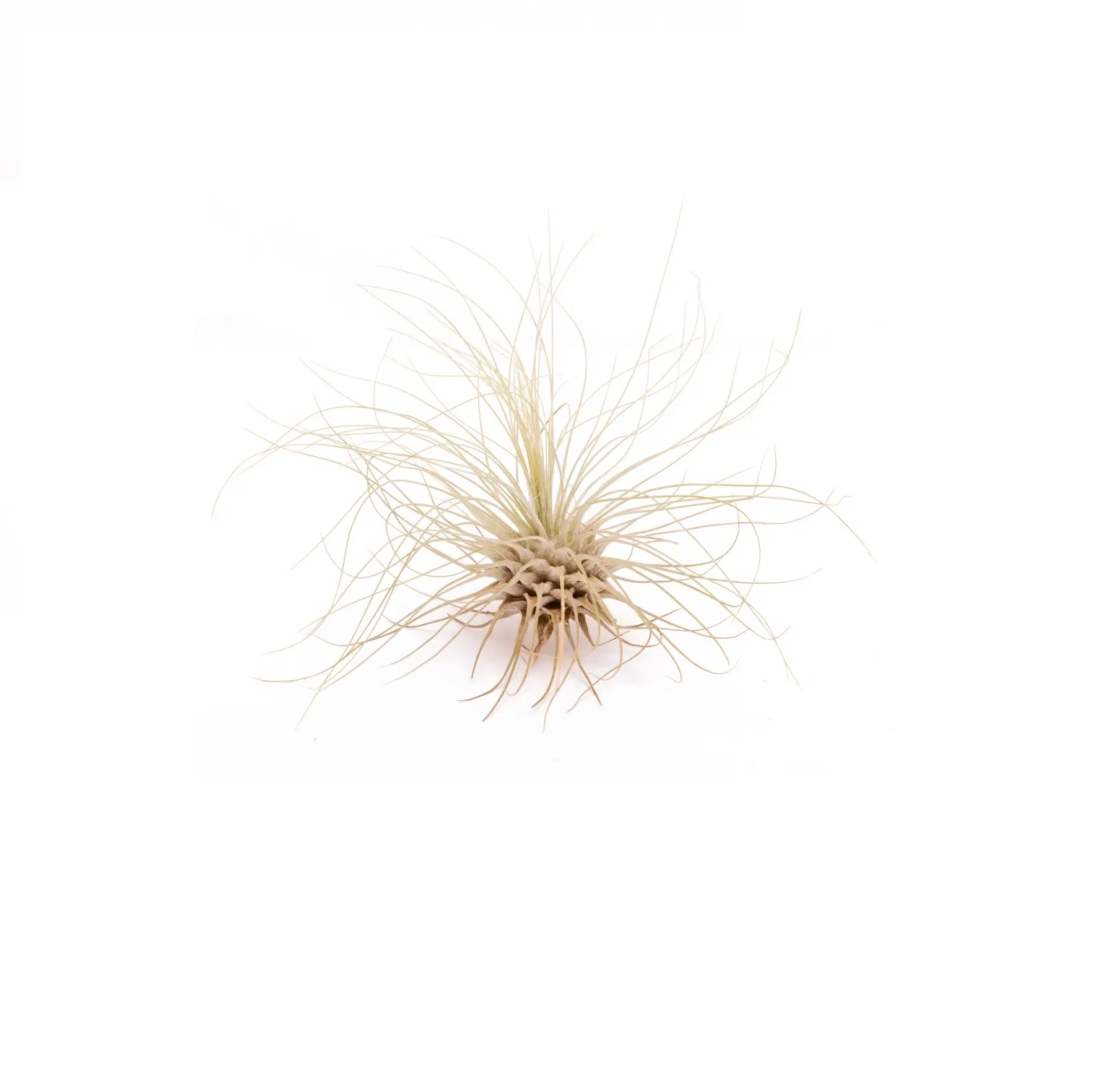 Tillandsia argentea – Bild 3