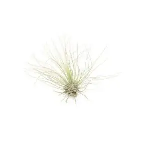 Tillandsia argentea