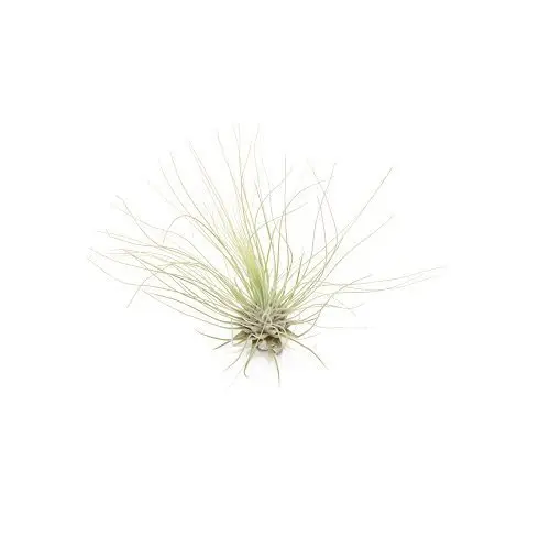 Tillandsia argentea
