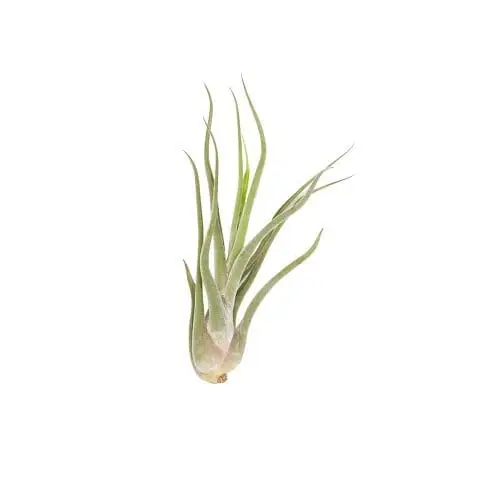 Tillandsia caput-medusae
