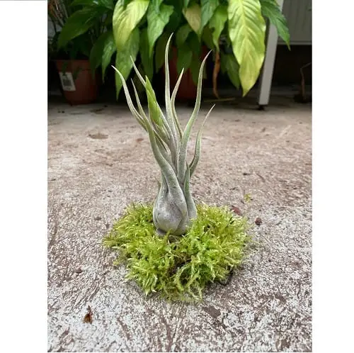 Tillandsia caput-medusae galerij