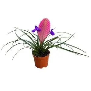 Tillandsia cyanea