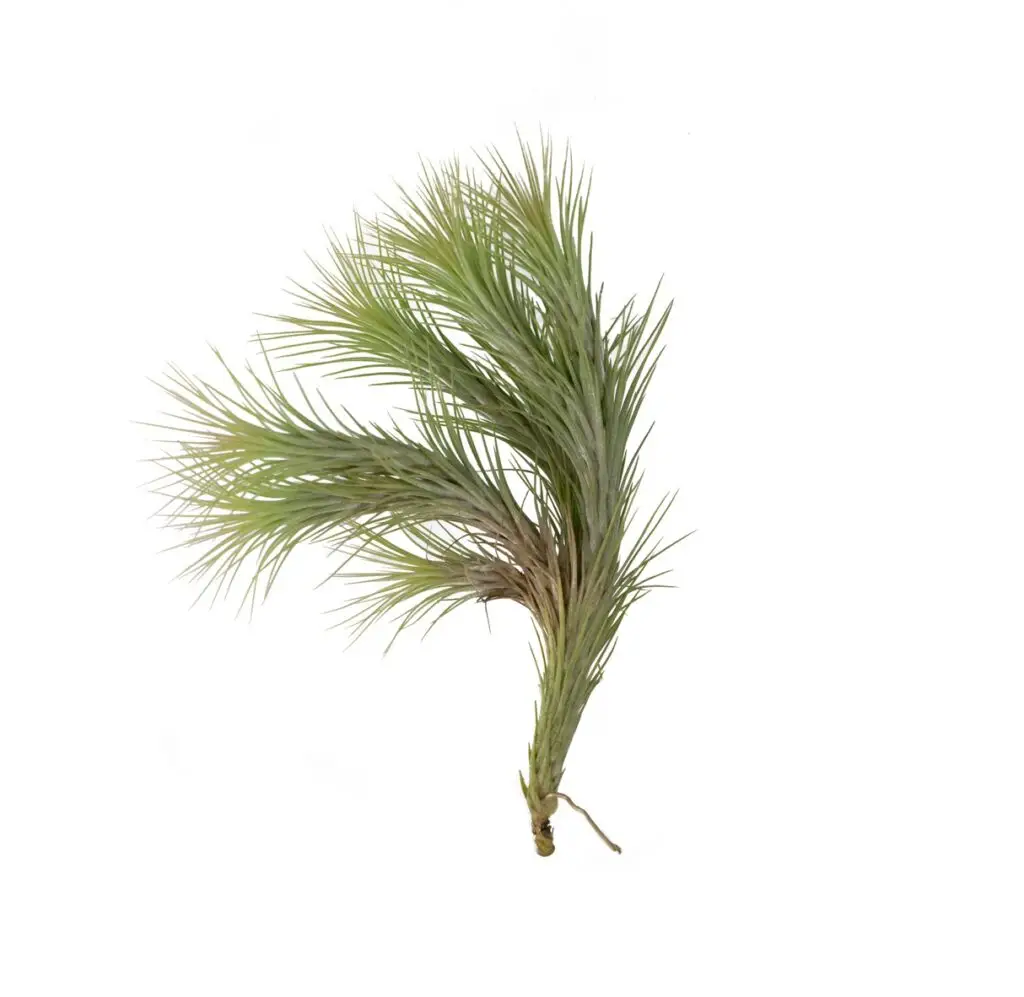 Tillandsia funckiana Clump