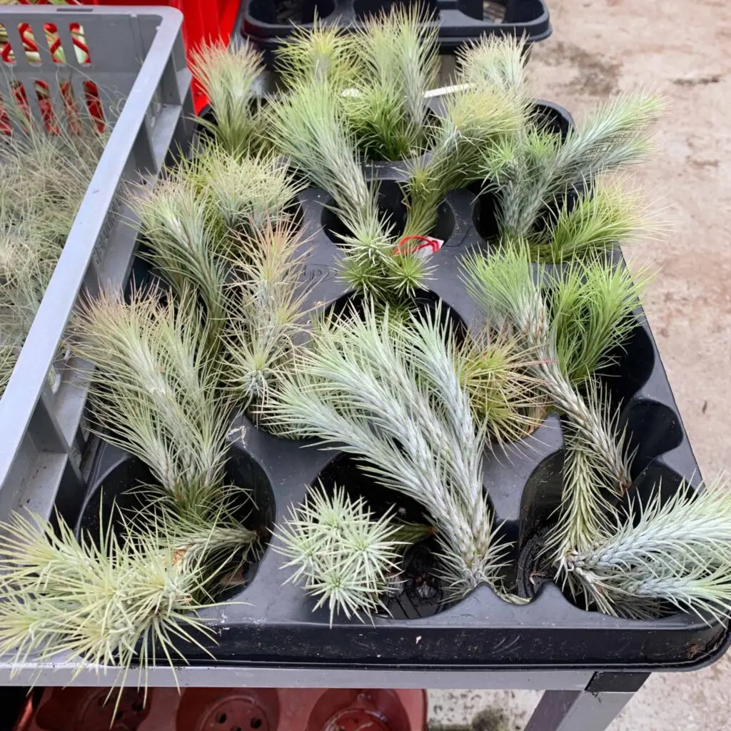 Tillandsia funckiana Clump galerij