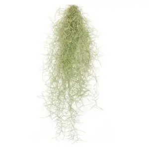 Tillandsia usneoides "Brasilien" Spanisches Moos