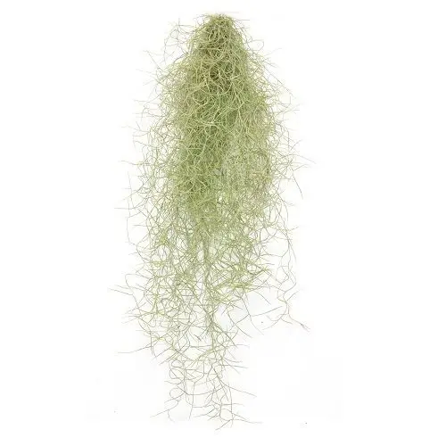 Tillandsia usneoides "Brasilien" Spanisches Moos