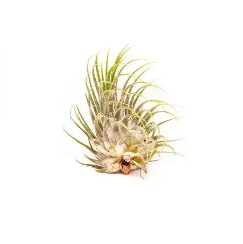 Tillandsia ionatha galerij