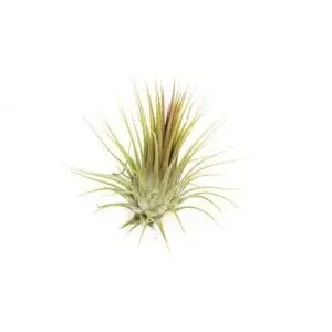 Tillandsia ionatha