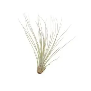 Tillandsia juncea