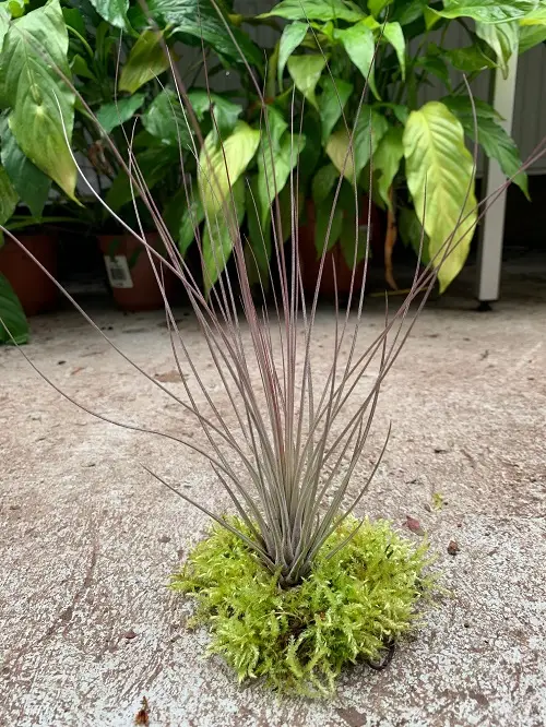 Tillandsia juncea galerij
