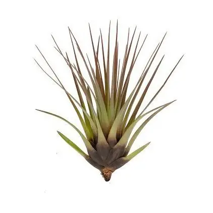 Tillandsia melanocrater tricolor