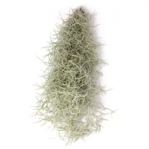 Tillandsia usneoides Spanisches Moos