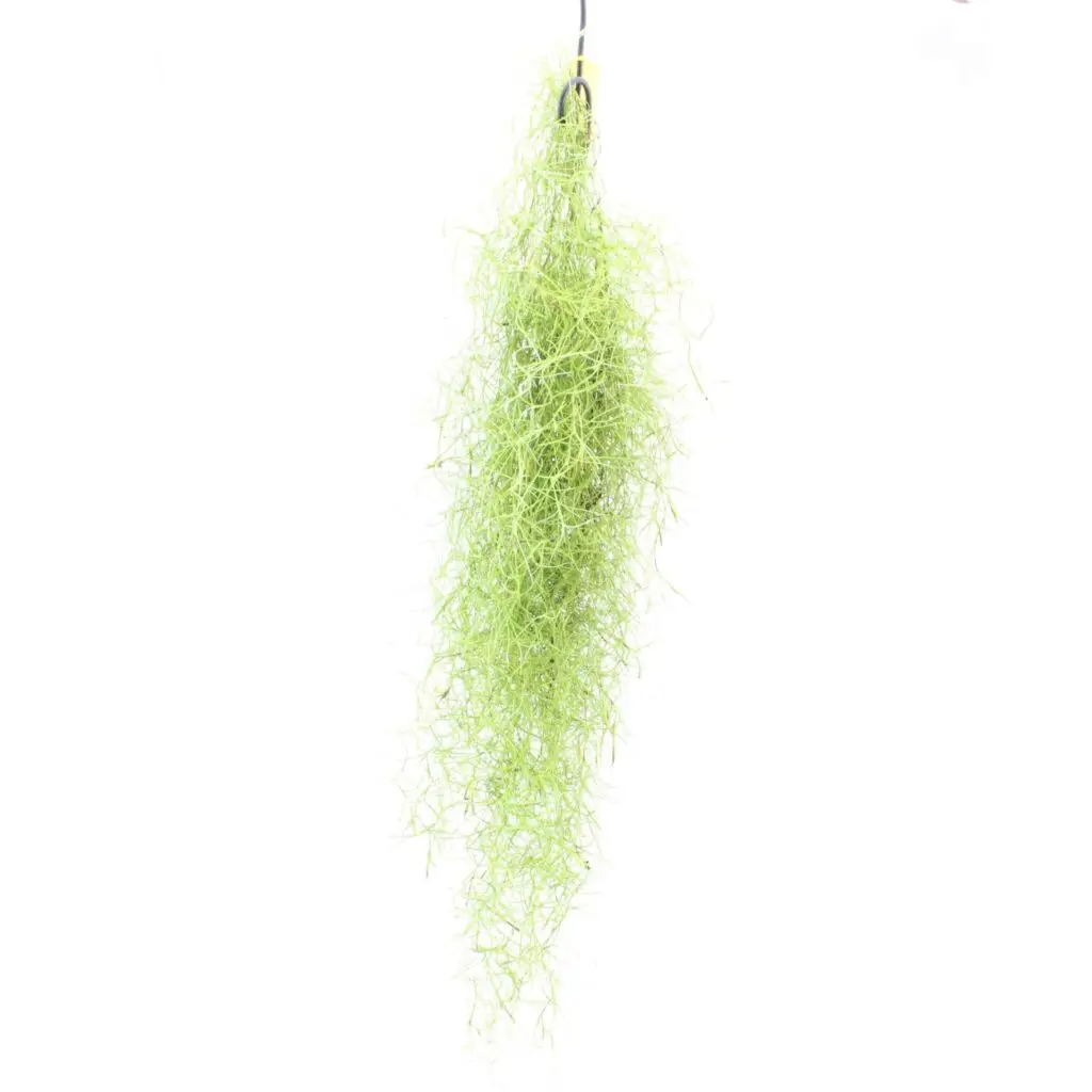Tillandsia usneoides "Brasilien" Spanisches Moos galerij