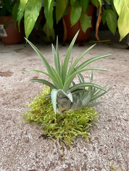 Tillandsia velutina galerij