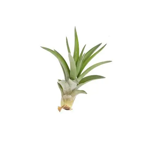 Tillandsia velutina