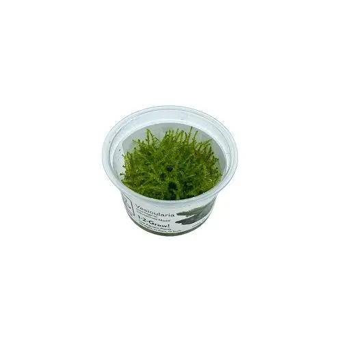 Vesicularia montagnei Christmas-Moos galerij