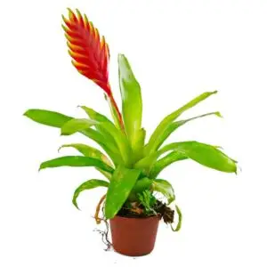 Vriesea ‘Carinata’